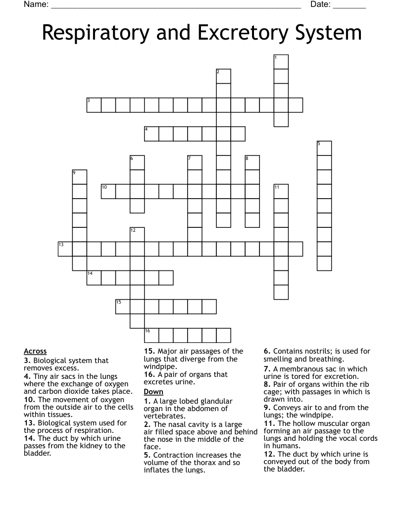 Respiratory and Excretory System Crossword