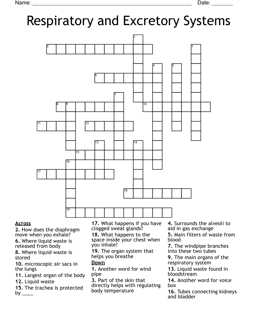 Respiratory and Excretory Systems Crossword
