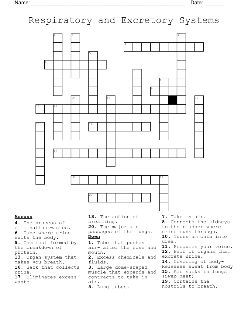 Respiratory and Excretory Systems  Crossword