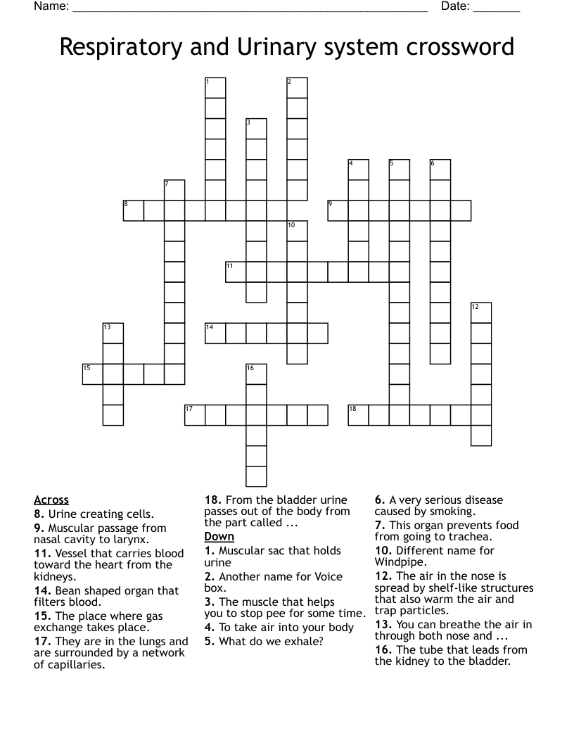 Respiratory and Urinary system crossword