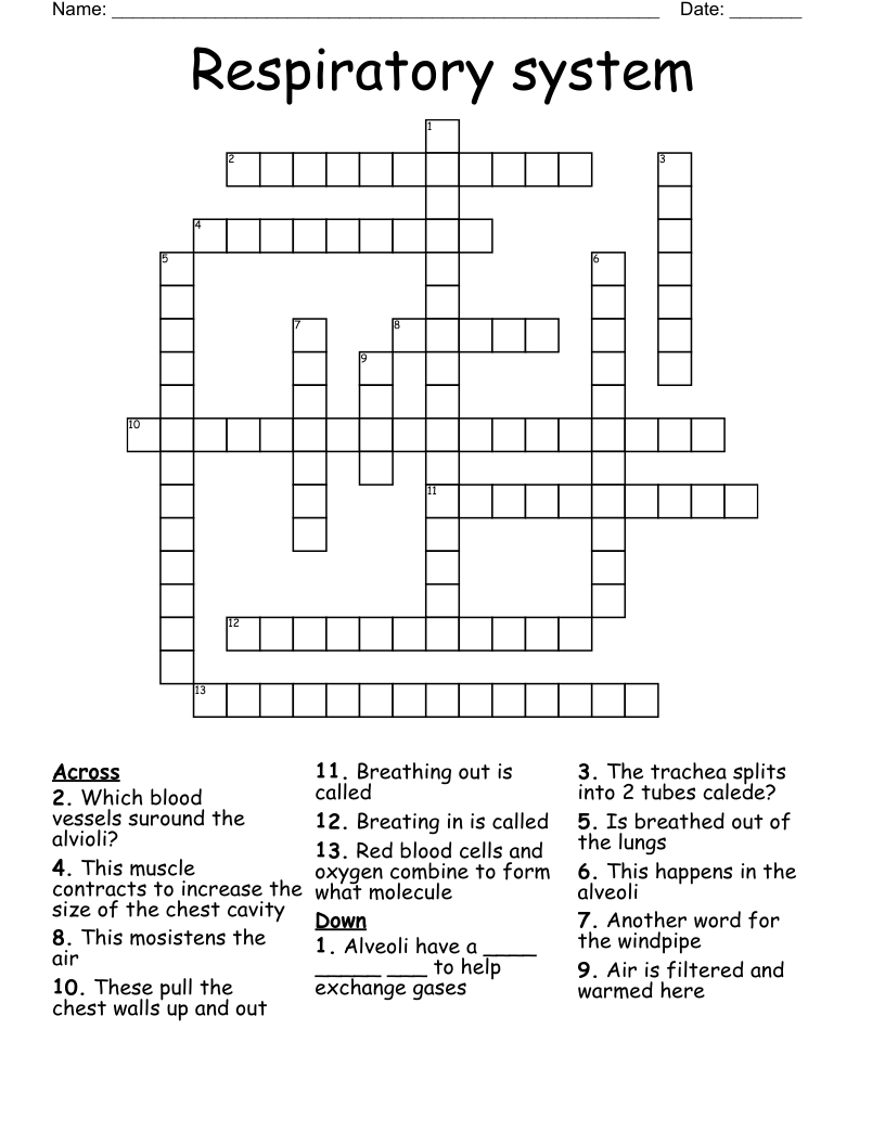 Respiratory system Crossword