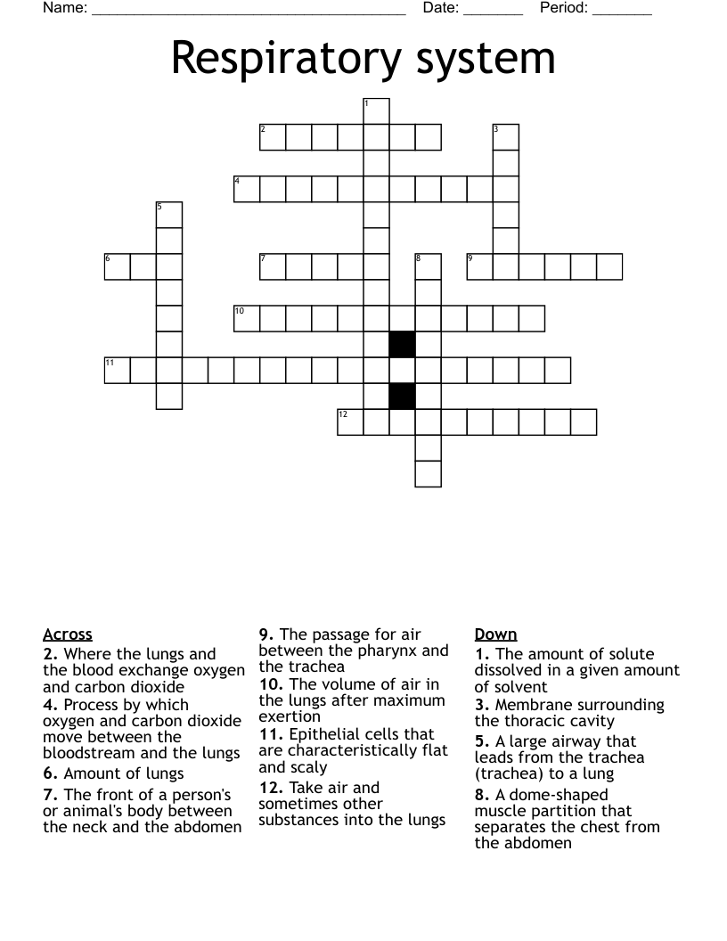 Respiratory system Crossword