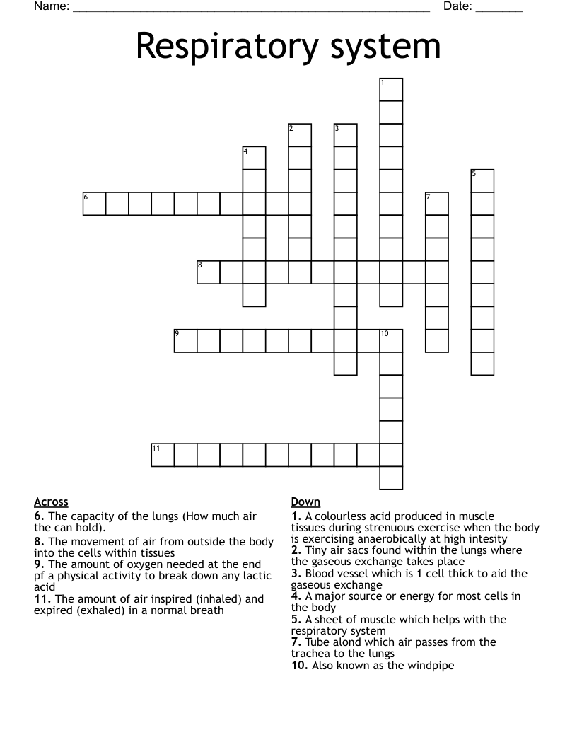 Respiratory system Crossword