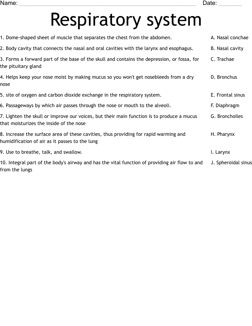Respiratory system  Worksheet