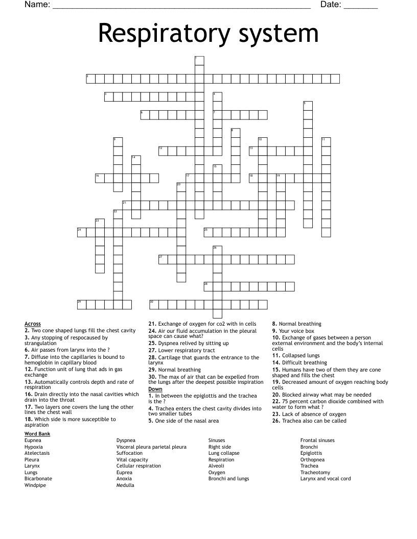Respiratory system  Crossword