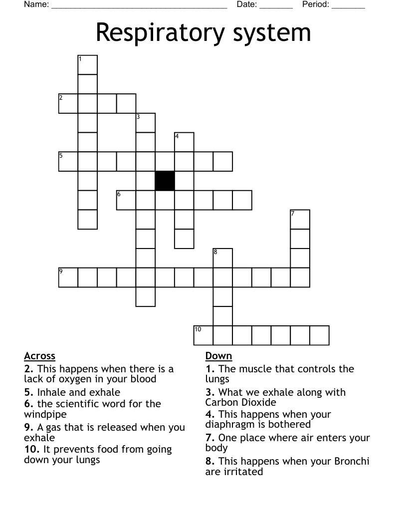 Respiratory system  Crossword