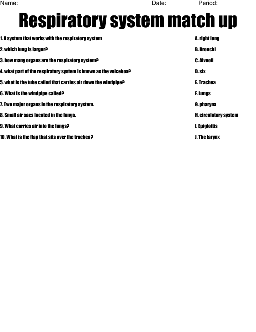 Respiratory system match up Worksheet