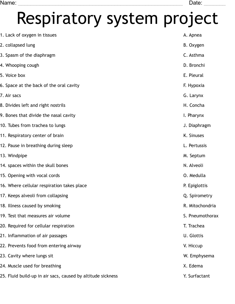 Respiratory system project Worksheet