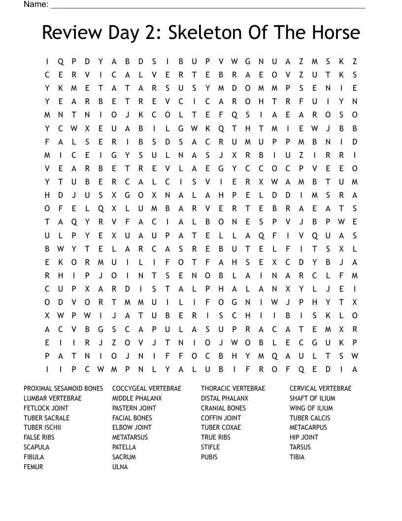 Review Day 2: Skeleton Of The Horse Word Search