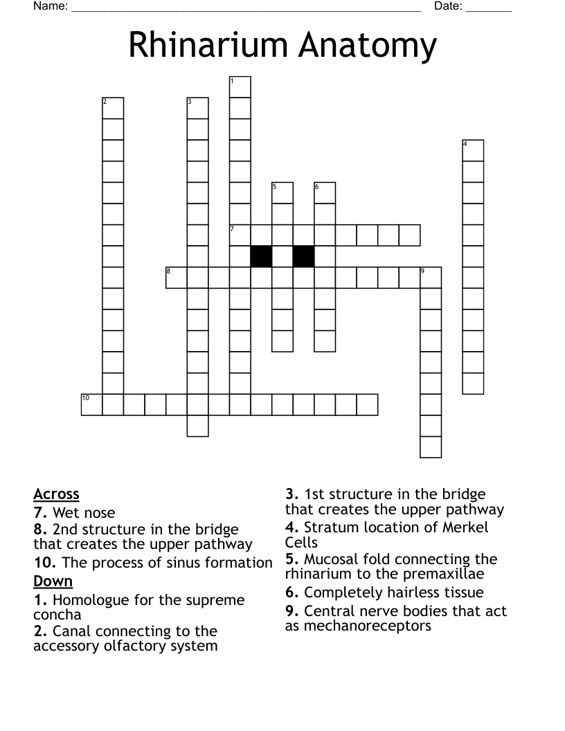 Rhinarium Anatomy  Crossword