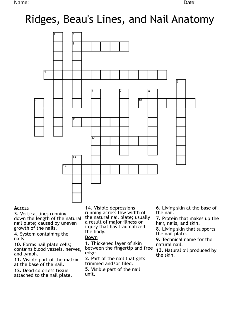 Ridges, Beau's Lines, and Nail Anatomy Crossword