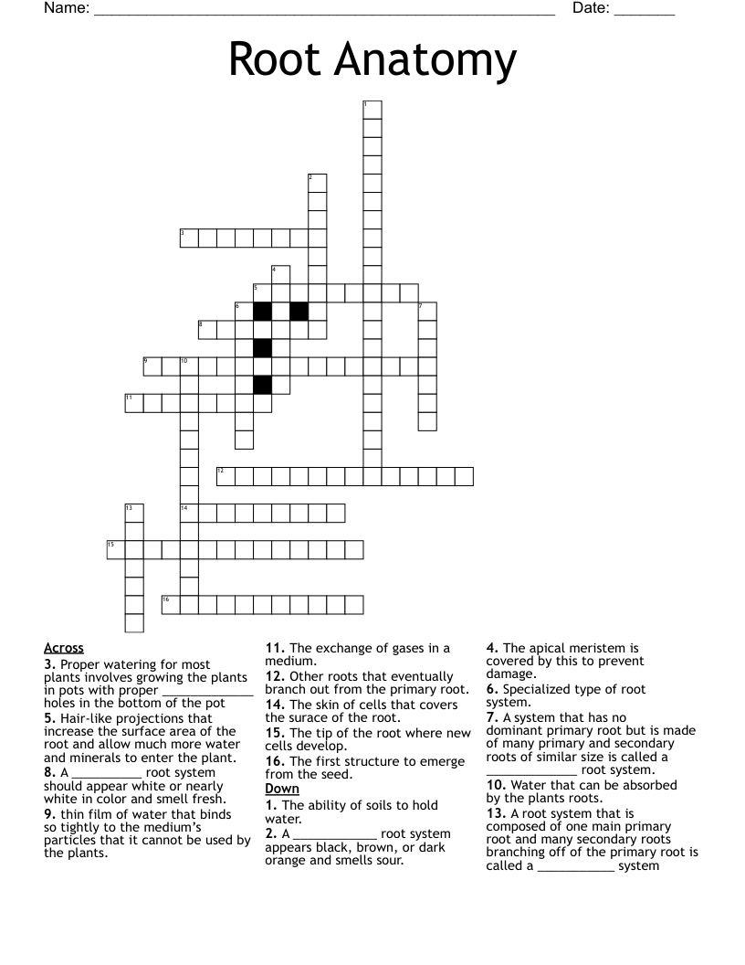 Root Anatomy Crossword