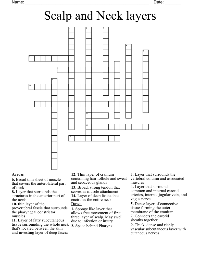 Scalp and Neck layers Crossword