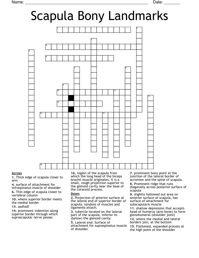 Scapula Bony Landmarks Crossword