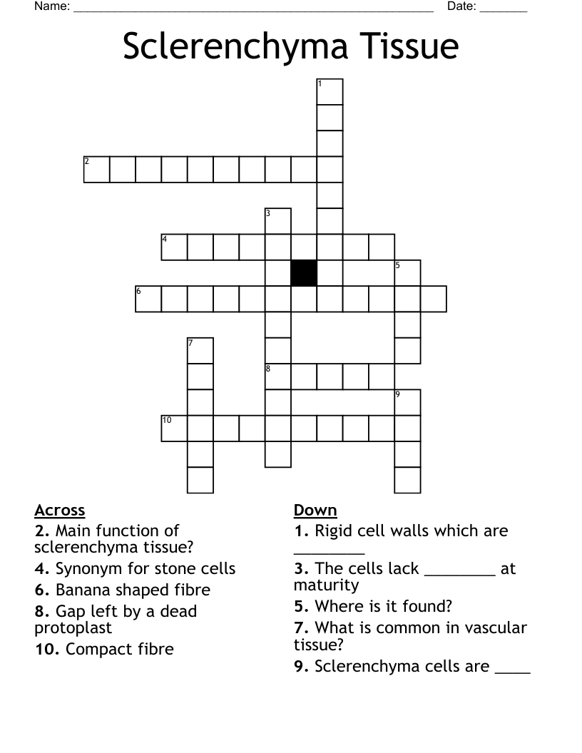Sclerenchyma Tissue Crossword