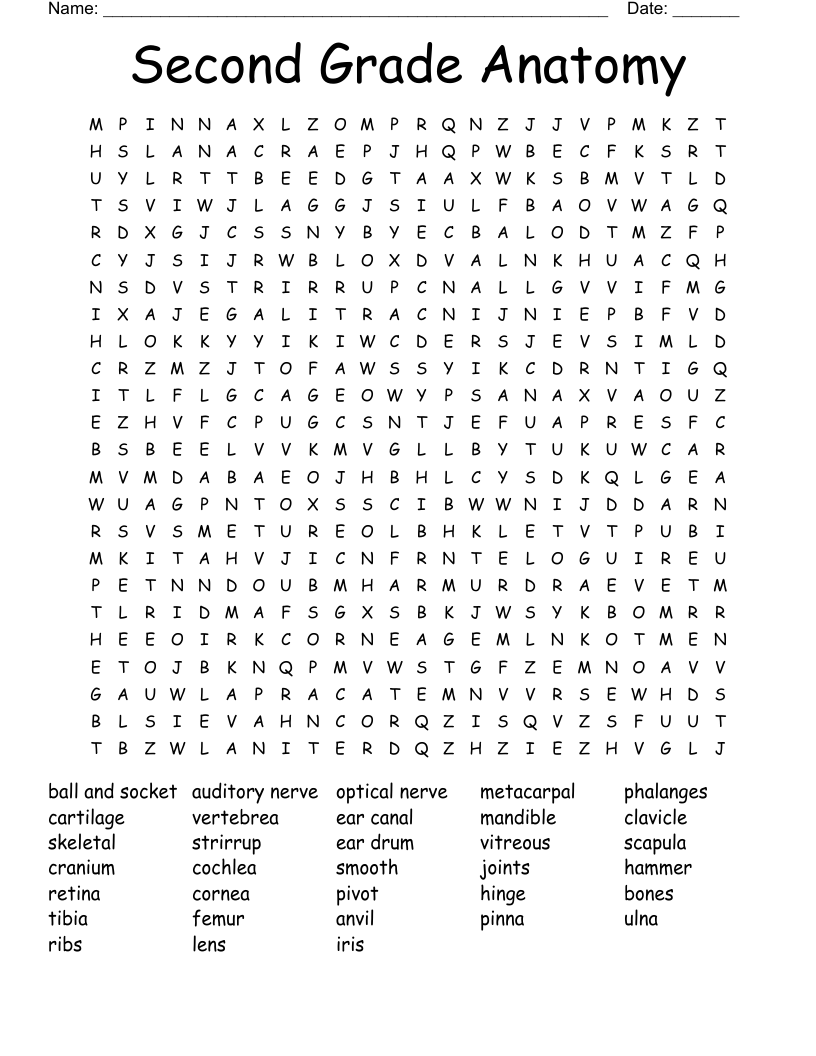 Second Grade Anatomy Word Search