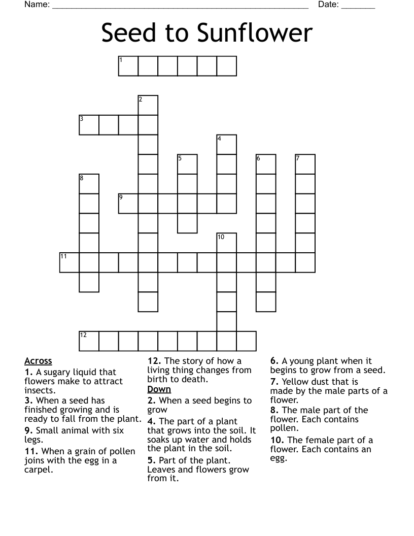 Seed to Sunflower Crossword