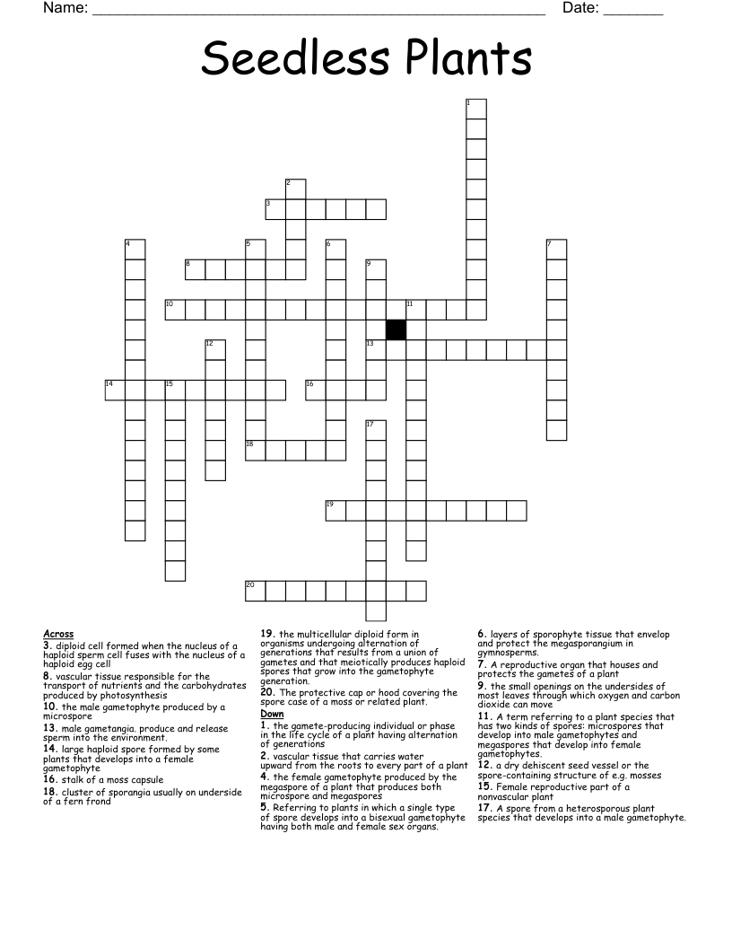 Seedless Plants Crossword