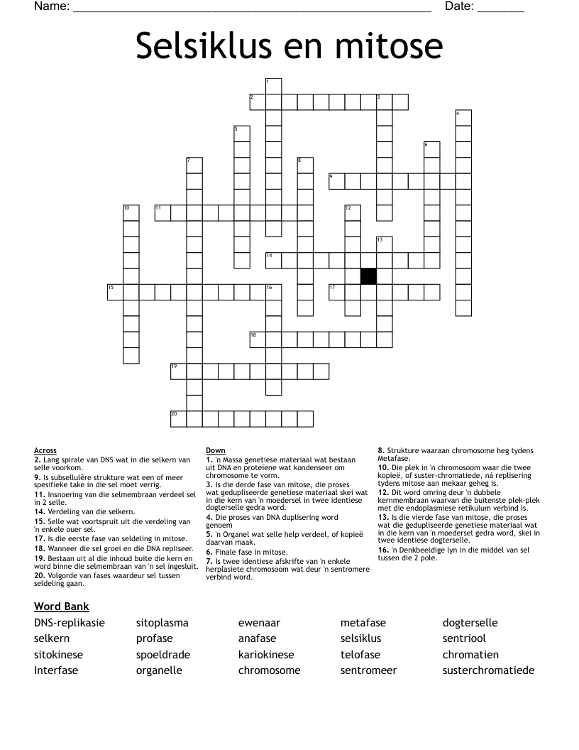 Selsiklus en mitose Crossword