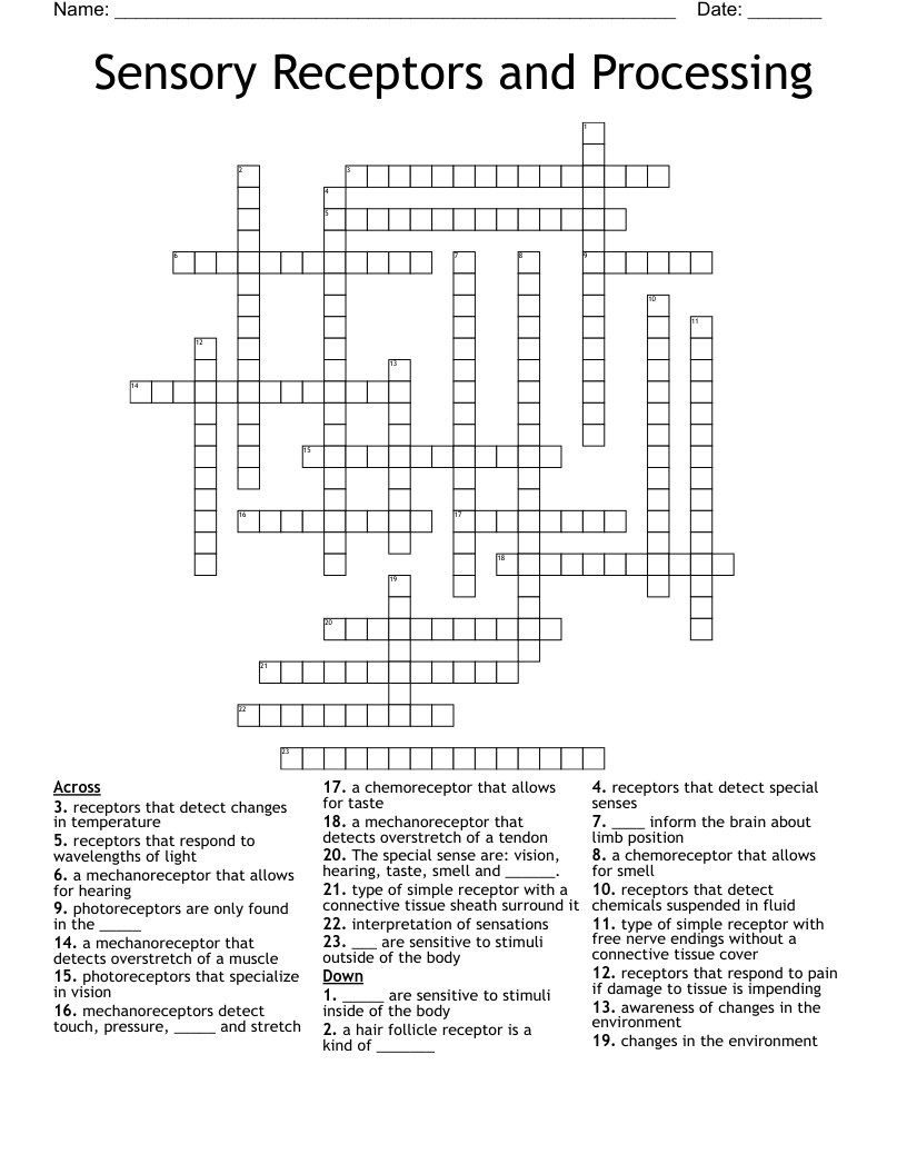 Sensory Receptors and Processing Crossword
