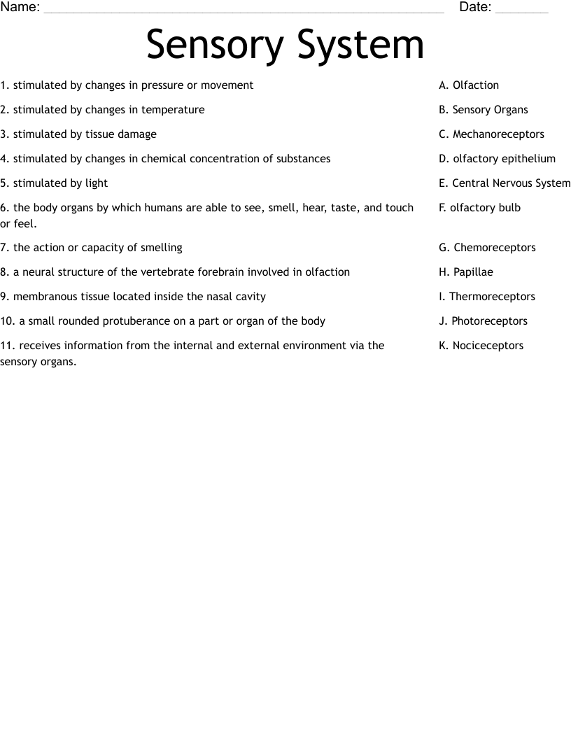 Sensory System Worksheet