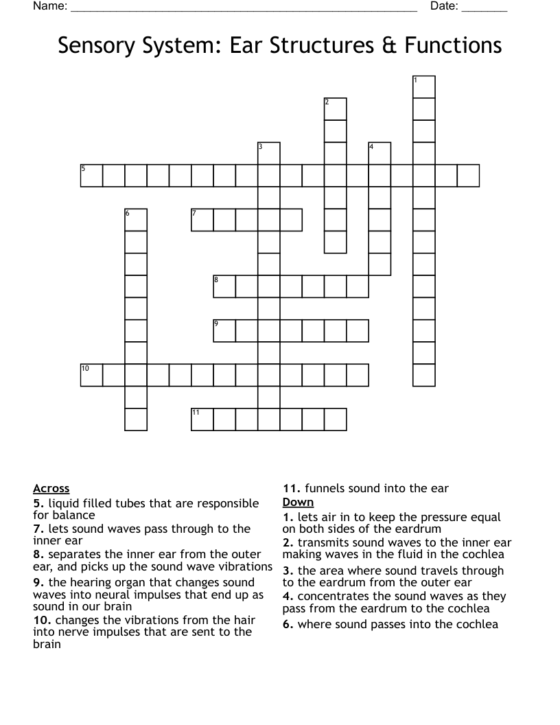 Sensory System: Ear Structures & Functions Crossword