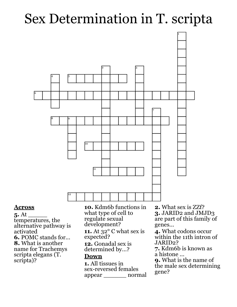 Sex Determination in T. scripta Crossword