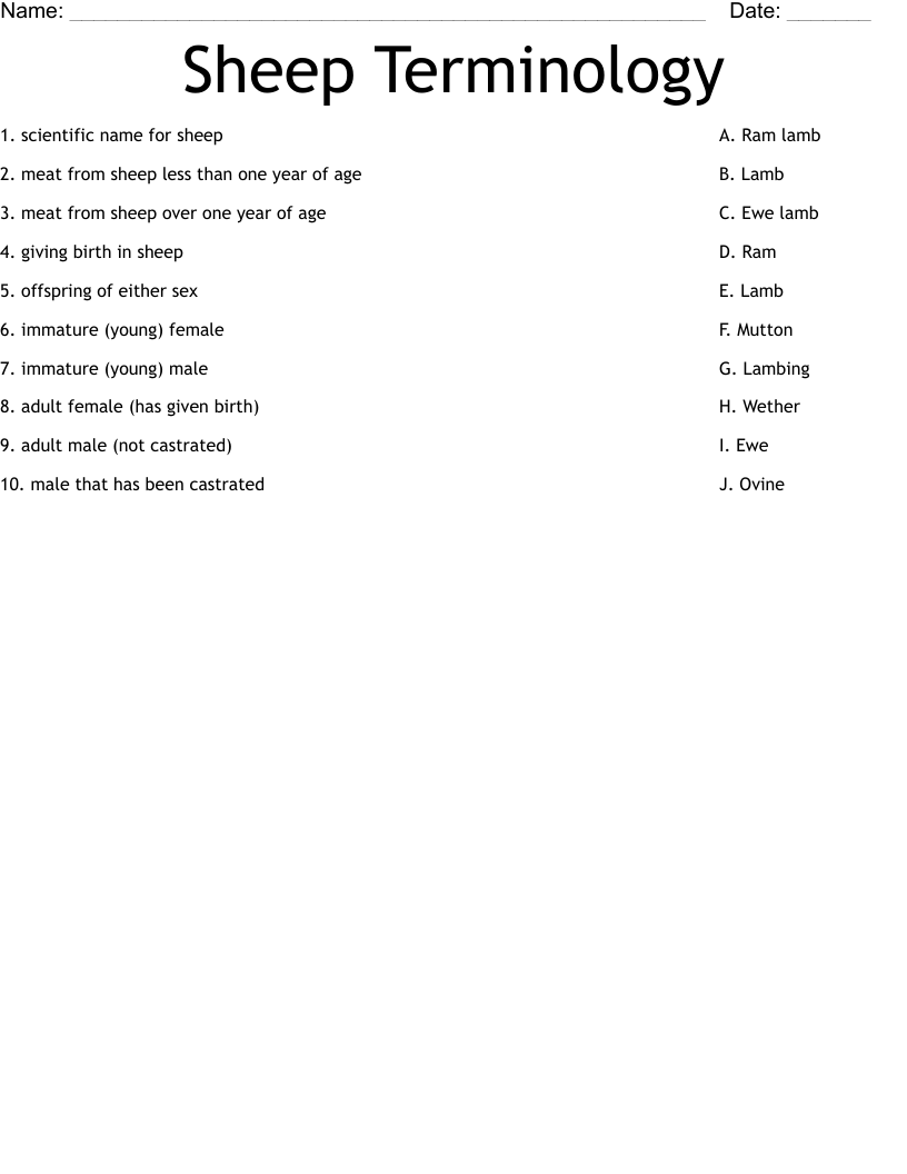 Sheep Terminology  Worksheet