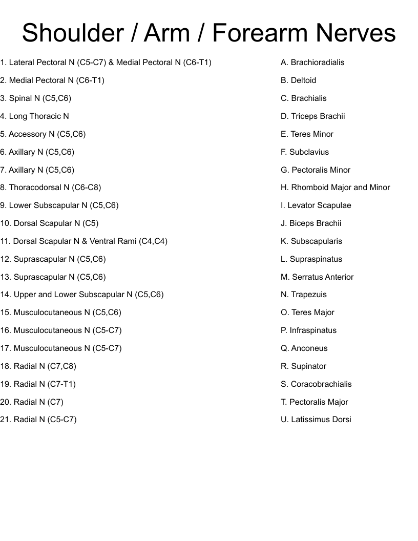 Shoulder / Arm / Forearm Nerves Worksheet