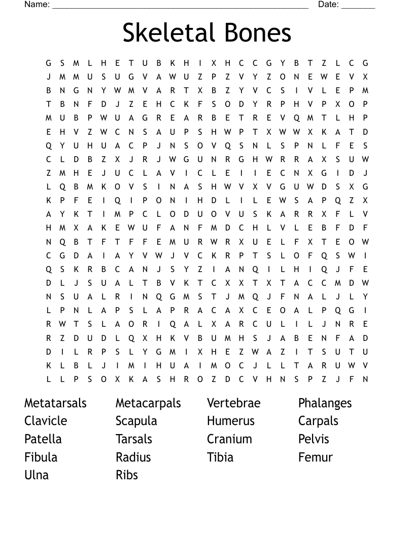 Skeletal Bones Word Search