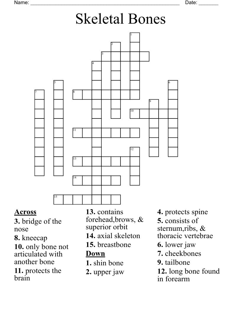 Skeletal Bones Crossword
