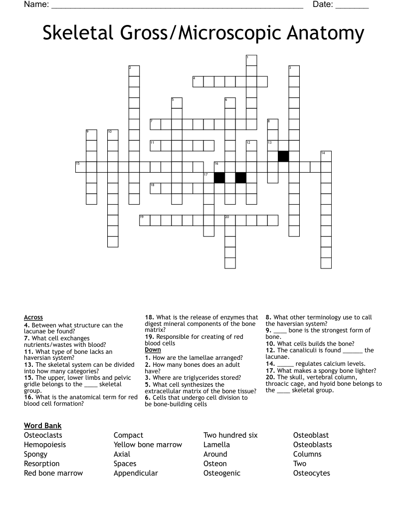 Skeletal Gross/Microscopic Anatomy Crossword