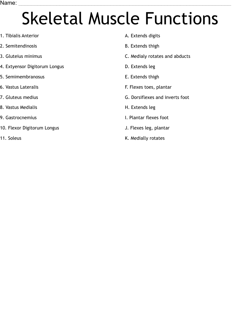 Skeletal Muscle Functions Worksheet