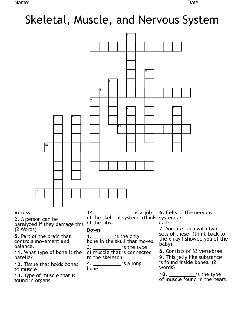 Skeletal, Muscle, and Nervous System Crossword