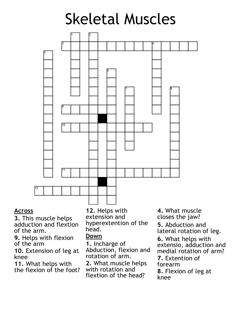 Skeletal Muscles Crossword