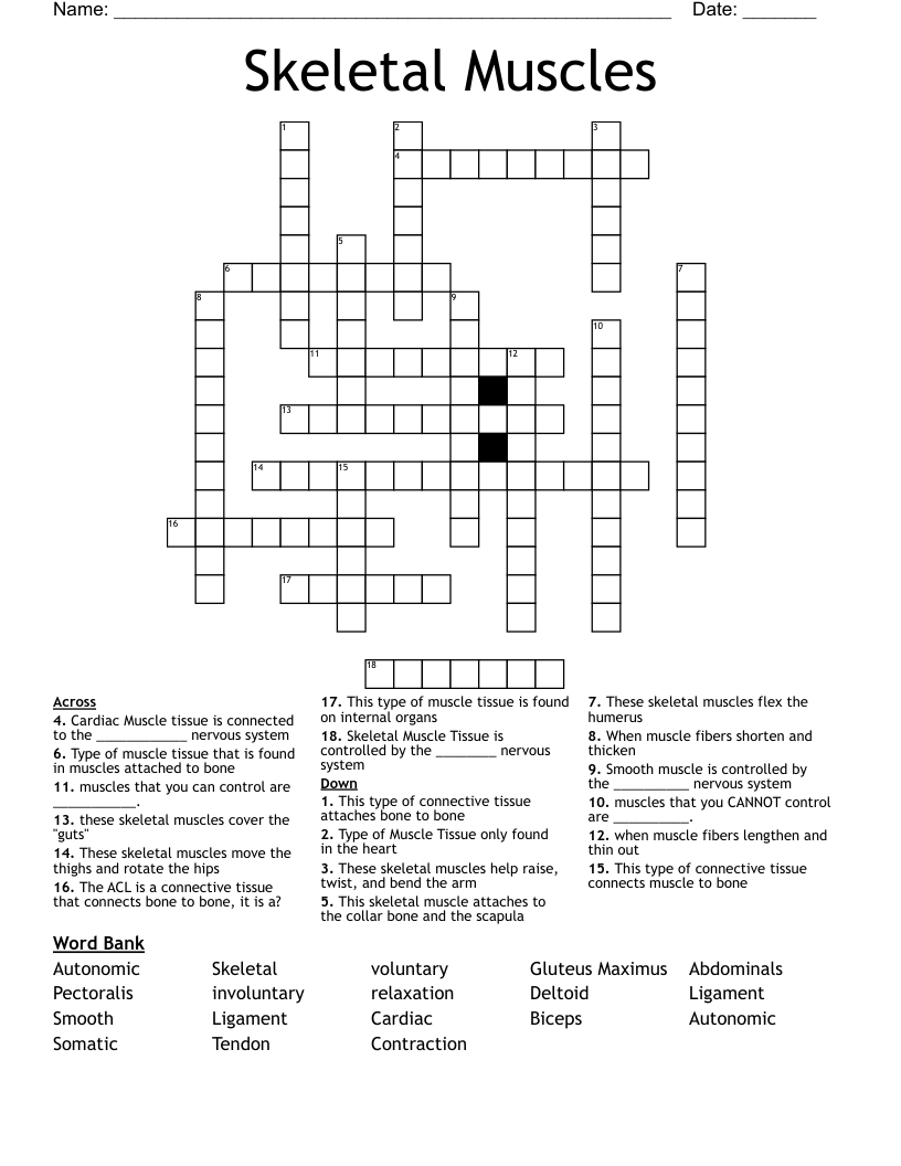 Skeletal Muscles  Crossword