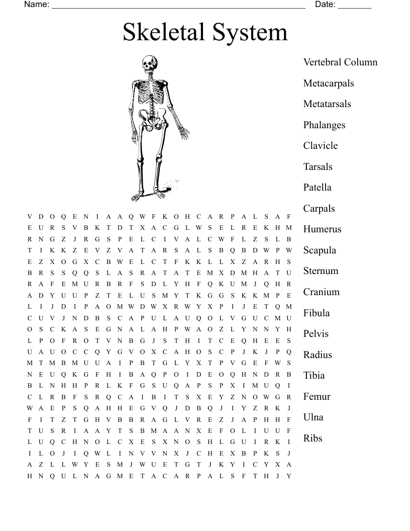 Skeletal System Word Search
