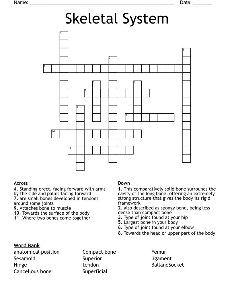 Skeletal System Crossword