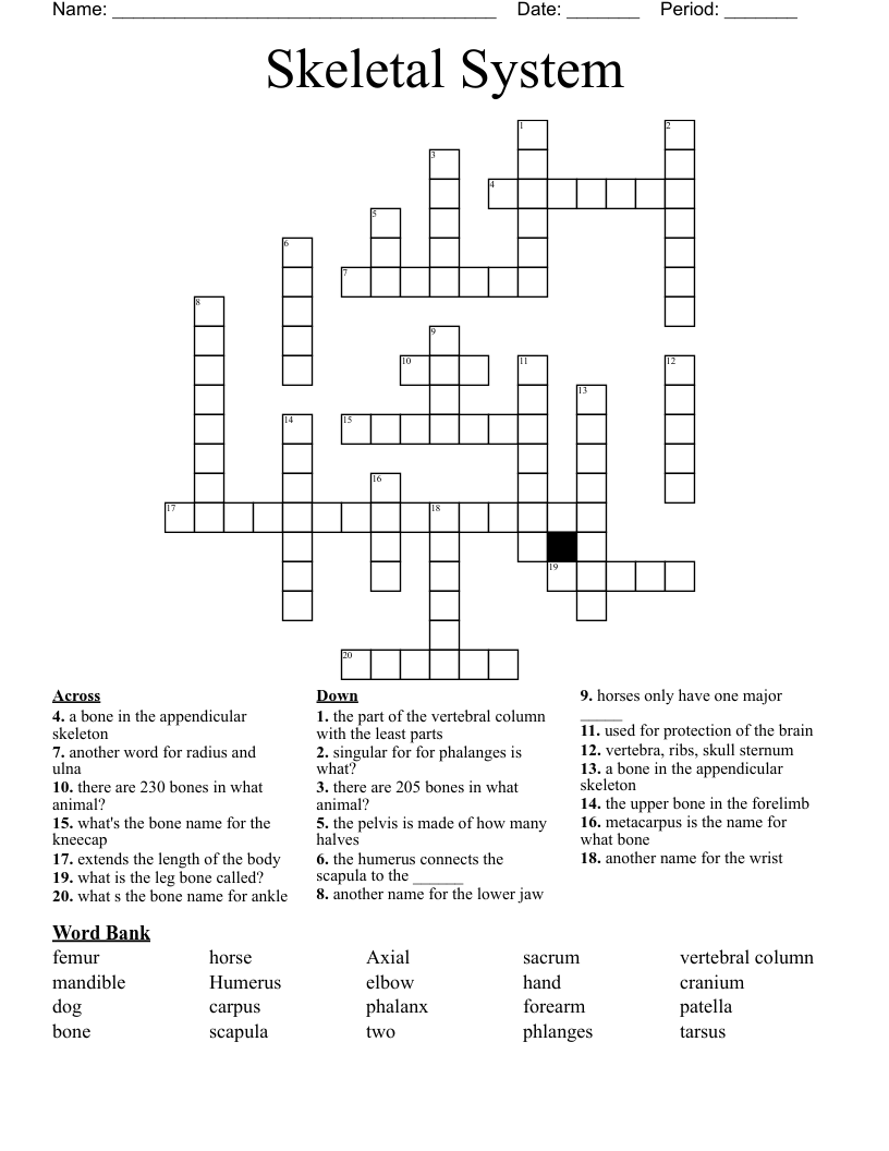 Skeletal System Crossword