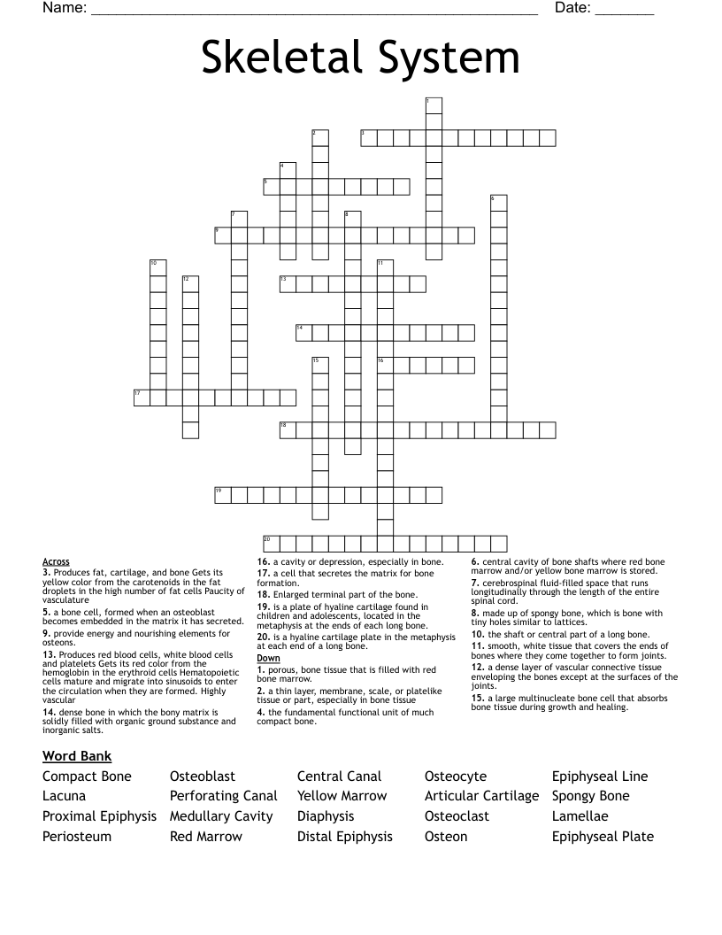 Skeletal System Crossword