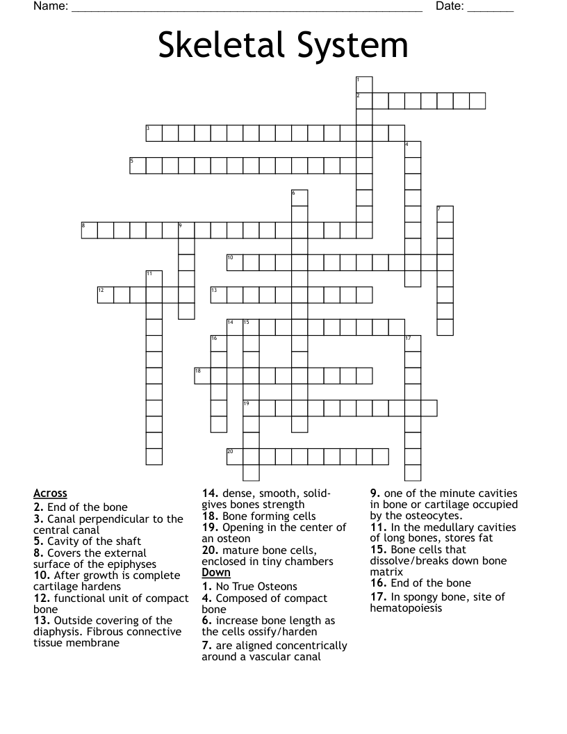 Skeletal System Crossword