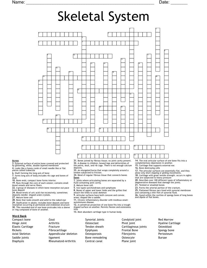 Skeletal System Crossword