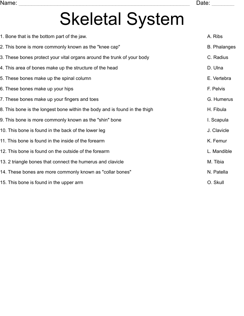 Skeletal System Worksheet