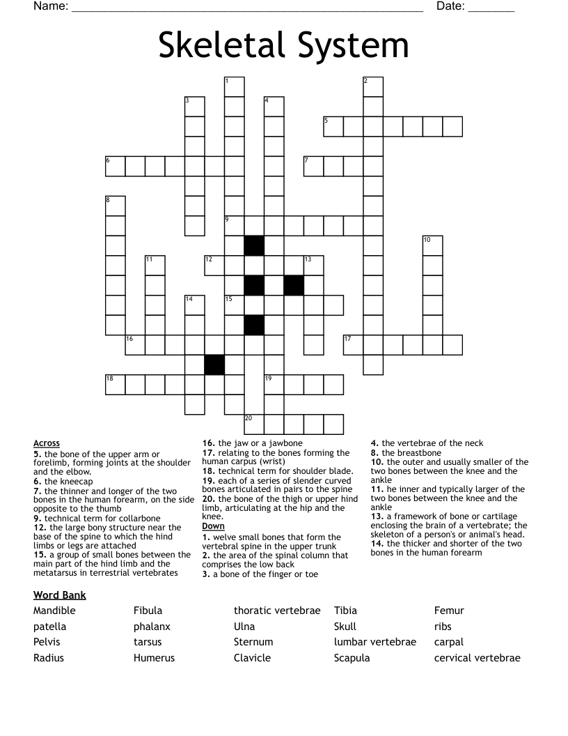 Skeletal System Crossword