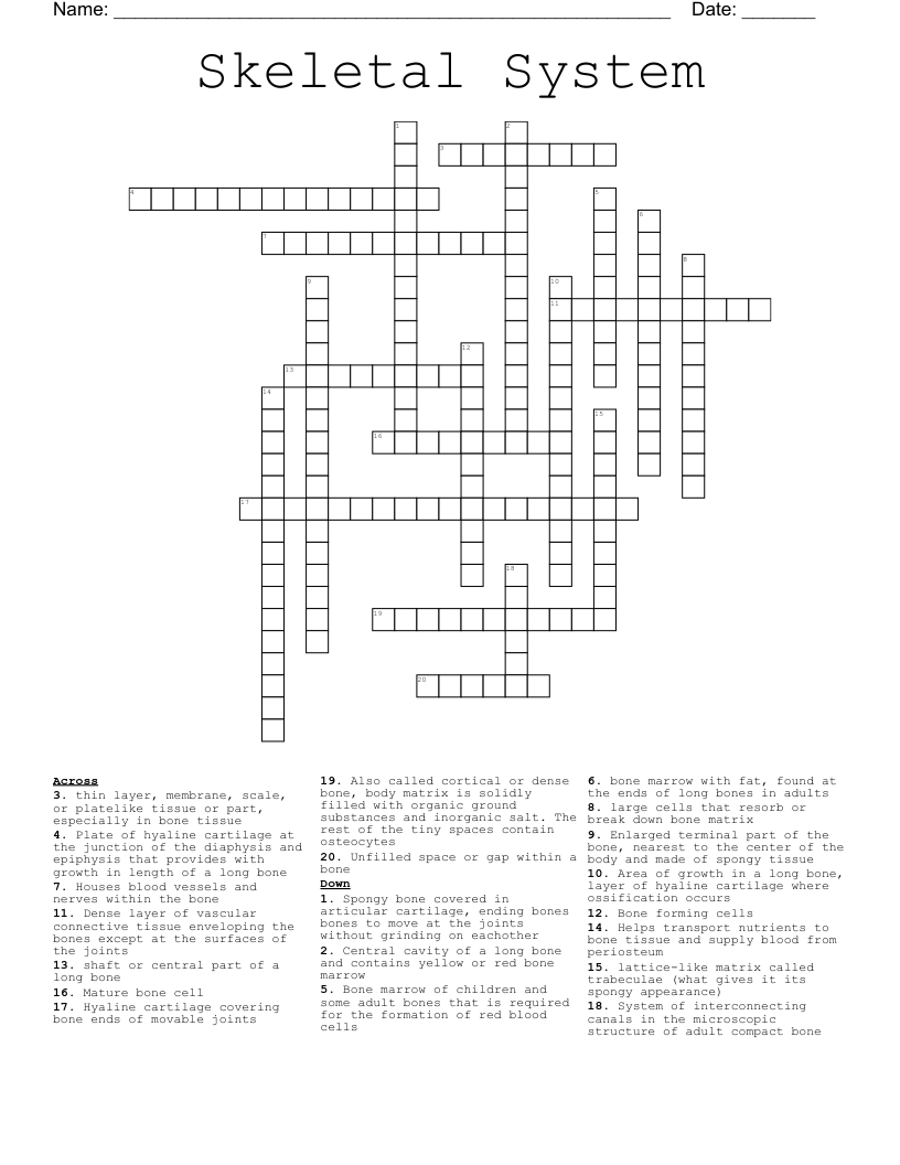 Skeletal System Crossword