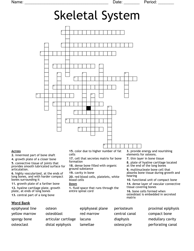 Skeletal System Crossword
