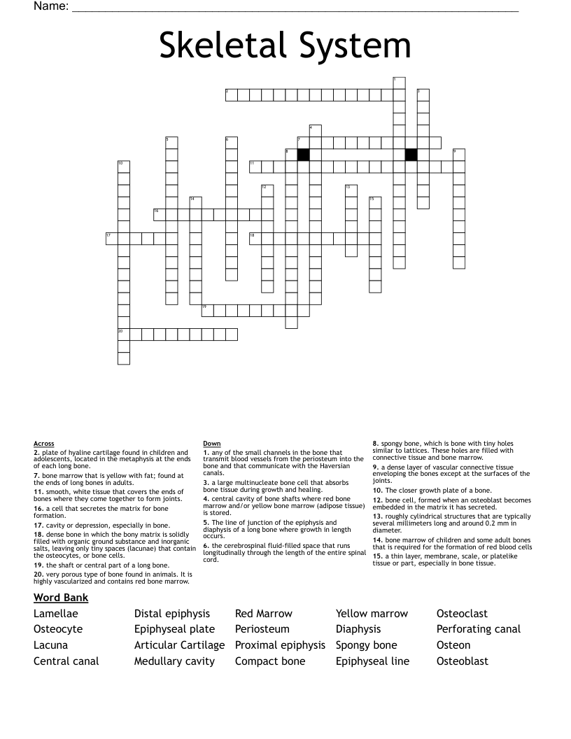 Skeletal System Crossword