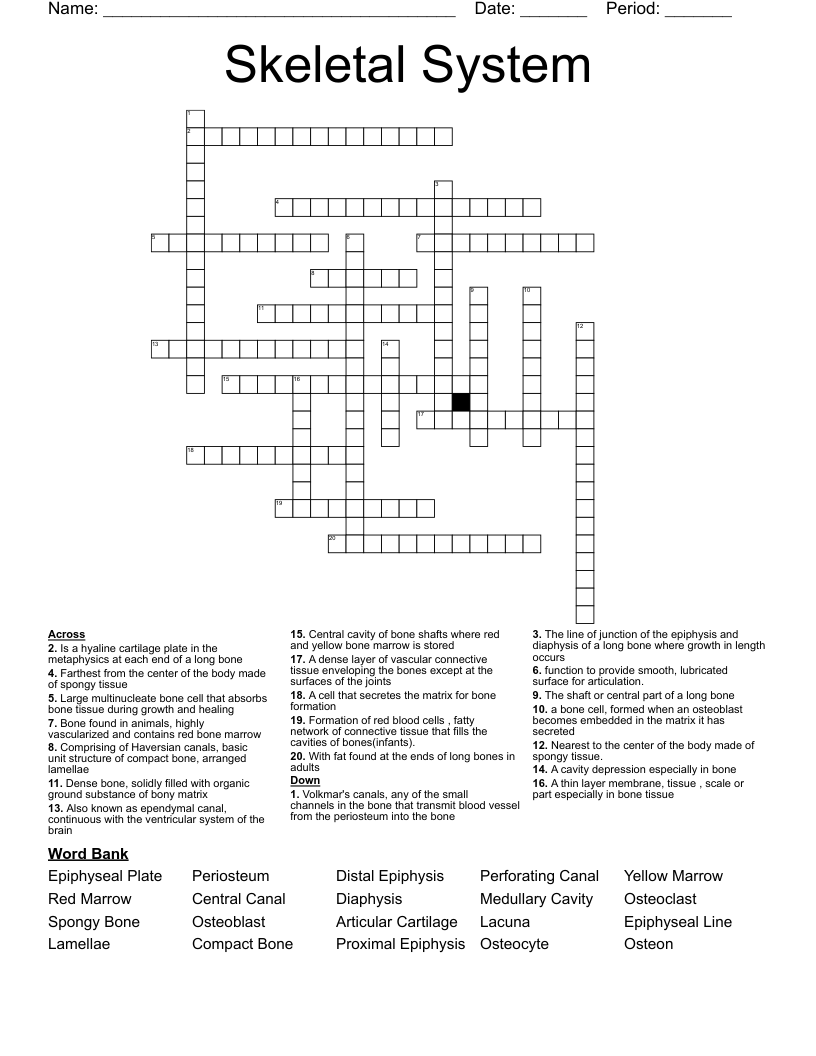 Skeletal System Crossword
