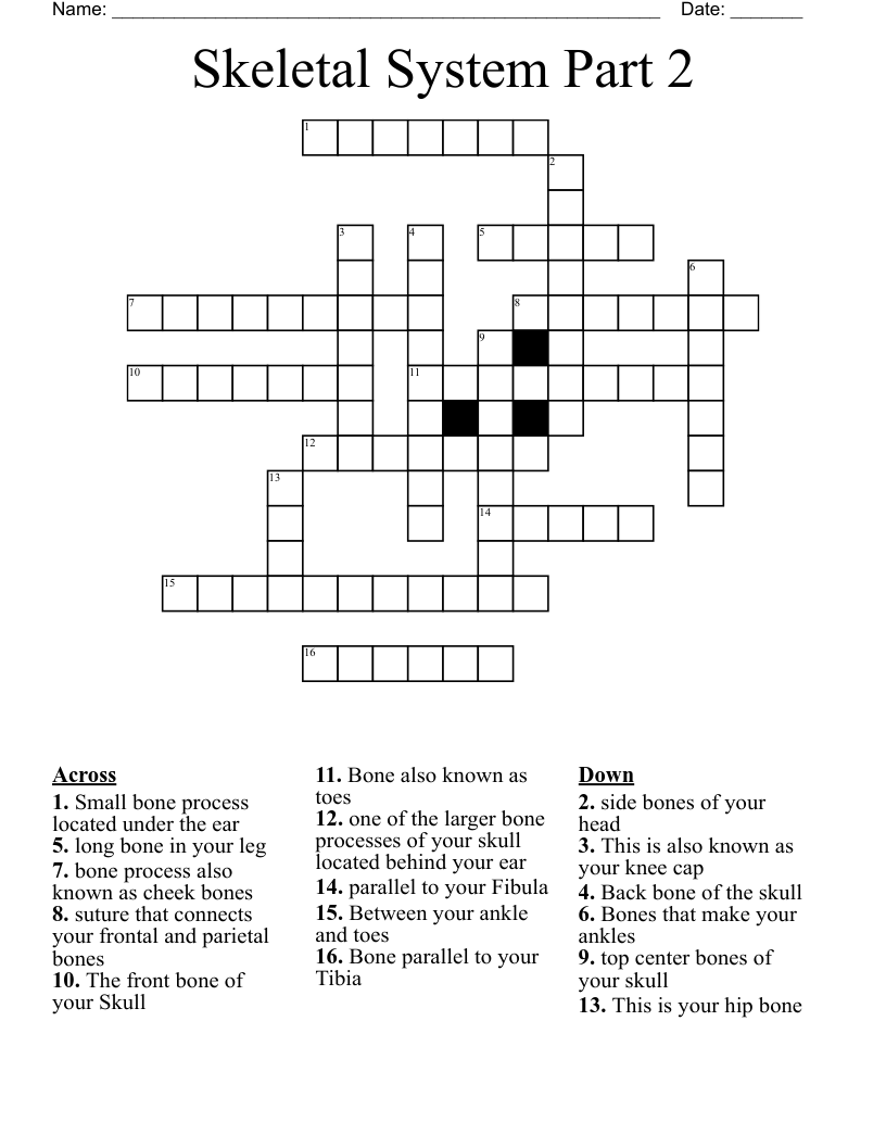 Skeletal System Part 2 Crossword