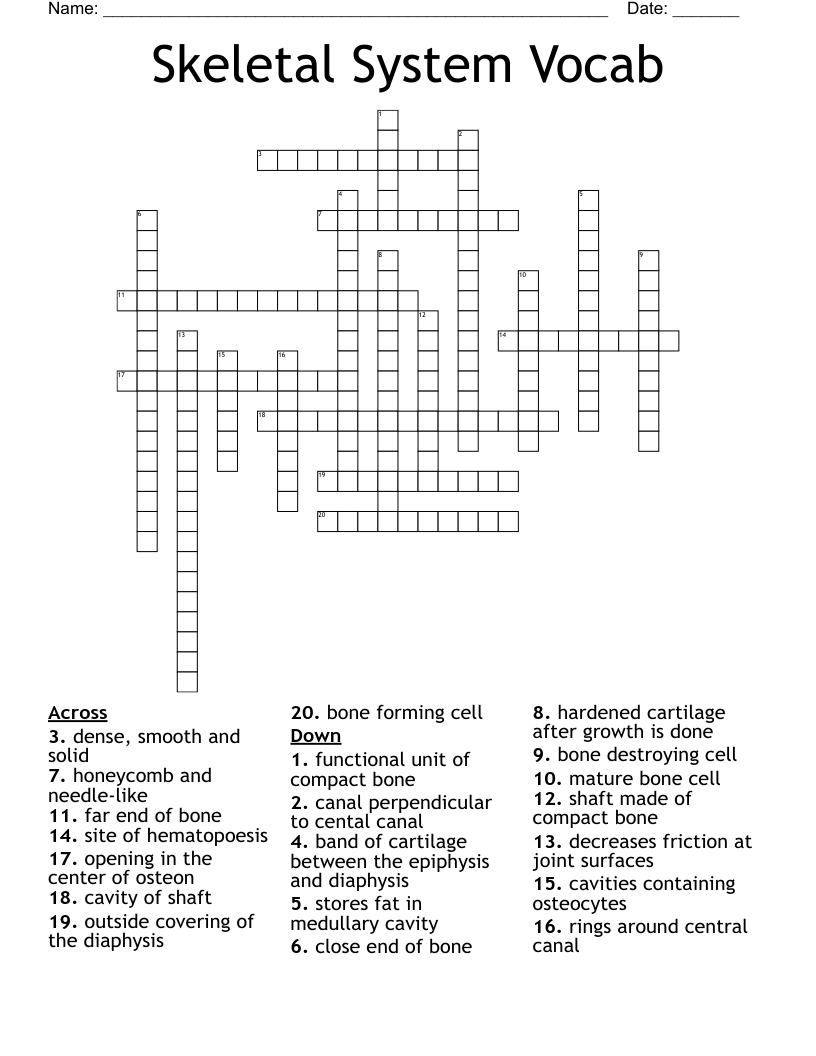 Skeletal System Vocab Crossword